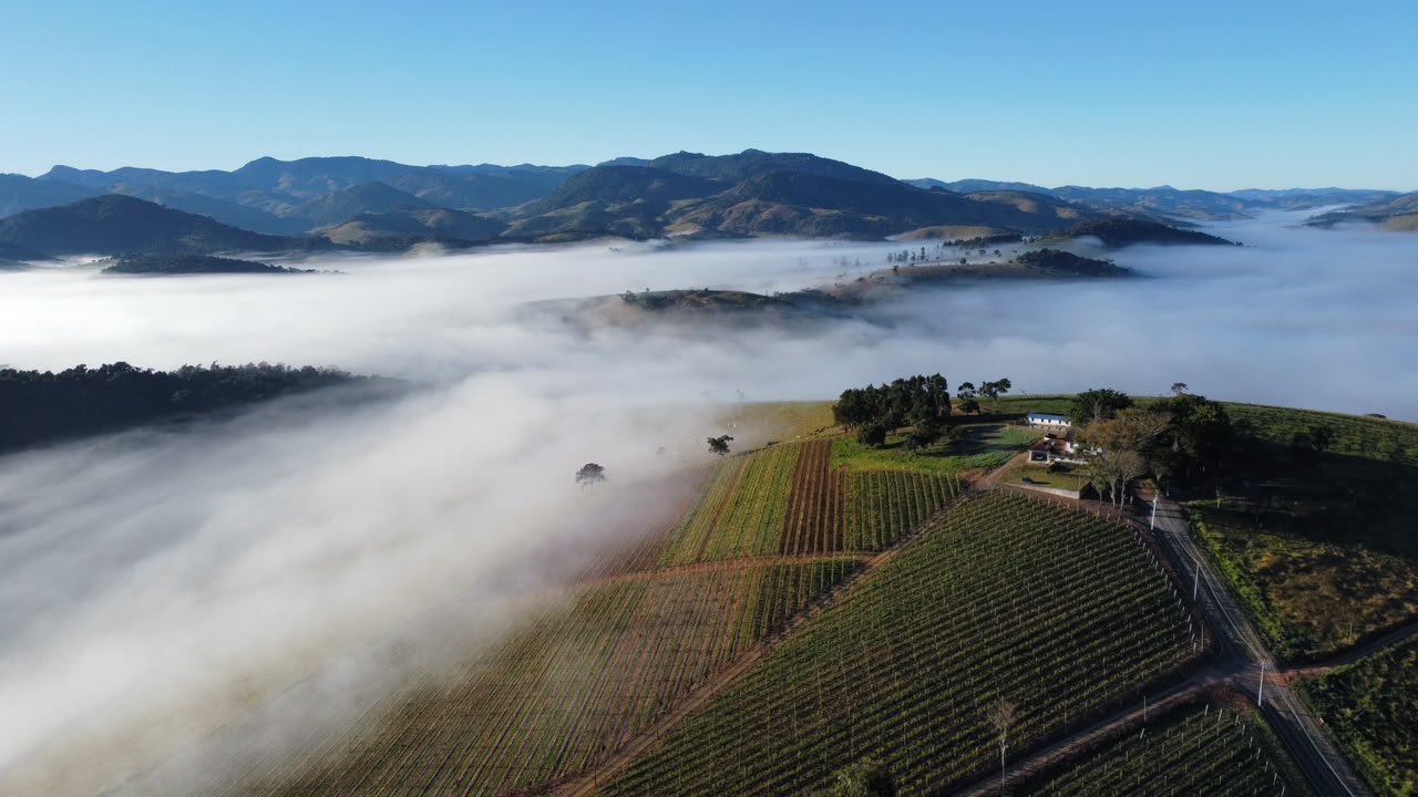 Vista aérea do vinhedo da Vinícola Joanna Sabbadini entre neblina, Paraisópolis MG